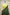 Fancy Geogette Saree Allover Gold Jaal Banarasi Saree  - Bottle Green X Yellow