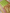 Green Pure Katan Silk kadwa Motif Banarasi Handloom Sarees