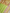 Green Pure Katan Silk kadwa Motif Banarasi Handloom Sarees