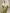Pista Pure Katan Silk Ropa Sona Kadua Motif Banarasi Handloom sarees