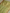 Pista Pure Katan Silk Ropa Sona Kadua Motif Banarasi Handloom sarees