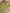 Pista Pure Katan Silk Ropa Sona Kadua Motif Banarasi Handloom sarees