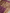 Magenta Pure Katan Silk Mina Kadua Motif Banarasi Handloom sarees