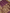 Magenta Pure Katan Silk Mina Kadua Motif Banarasi Handloom sarees