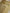 Gold Pure Tissue Silk Ropa Sona Kadiyal Booti Handloom Banarasi sarees