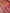 Orange Pure Tissue Silk Ropa Sona Kadiyal Booti Handloom Banarasi sarees