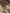 Bronze Pure Tissue Silk Ropa Sona Kadiyal Booti Handloom Banarasi sarees