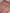 Lavender Pink Cotton Digital Print sarees