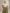 Grey Pure Katan Silk Kadwa Rupa Sona Motif Handloom Banarasi Sarees