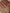 Pure Katan Silk Zari Tanchui Brocade Banarasi Saree - Red