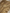 Pure Tissue silk Handloom Banarasi sarees with coffee zari