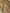 Pure Tissue silk Handloom Banarasi sarees with coffee zari