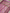 Pink Silk Digital Print Sarees With Copper Border