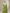 Pure Katan Silk Zari Tanchui Brocade Banarasi Saree - Green