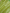 Pure Katan Silk Zari Tanchui Brocade Banarasi Saree - Green