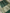 Pure Katan Silk Zari Motif Banarasi Saree - Royal Green