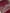 Mehroon Red Georgette Silver  Lining Banarasi Sarees
