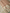 Beige Pure Kora Silk Ropa Sona Kadua Motif Handloom Banarasi sarees