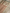 Beige Pure Kora Silk Ropa Sona Kadua Motif Handloom Banarasi sarees