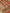 Pitch  Colour Cotton Digital Print sarees with Skirt Chikankaari work
