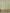 Pure Tissue Silk Handloom Banarasi saree with Coffee & Gold Zari In Mehendi Colour