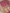 Royal Pink Pure Tissue Silk Ropa Sona Kadiyal Jaal Handloom Banarasi sarees