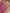 Royal Pink Pure Tissue Silk Ropa Sona Kadiyal Jaal Handloom Banarasi sarees