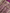 Pure Katan Silk Zari Motif Banarasi Saree - Magenta