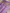 Lavender Colour Pure Kadwa Raw Mango Silk Banarasi Saree with silver & gold zari