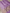 Lavender Colour Pure Kadwa Raw Mango Silk Banarasi Saree with silver & gold zari