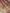 Pure Tissue silk Handloom Banarasi sarees with Silver & Gold Zari