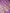 Lavender Pink Pure Katan Silk Banarasi Saree