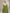 Mehendi Green Pure Katan Silk Banarasi Saree