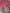 Pink Pure Kora Silk Sona Booti Kadua Motif Handloom Banarasi sarees