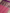 Pink Pure Kora Silk Sona Booti Kadua Motif Handloom Banarasi sarees