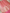 Pure Katan Silk Zari Jaal Patola Banarasi Saree - Pink