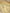 Gold Pure Tissue Silk Ropa Sona Kadiyal Booti Handloom Banarasi sarees