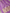 Pure Kora Silk Handloom Saree with Sona Rupa Zari in Lavender colour