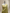 Green Pure Tissue Silk Ropa Sona Kadiyal Booti Handloom Banarasi sarees