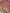 Pink Gold Pure Tissue Silk Ropa Sona Kadiyal Booti Handloom Banarasi sarees