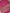 Pink Colour Fancy Katan Silk Banarasi Saree with  Jaqart Boluse