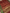 Red Colour Katan Banarasi Silk Broket Tanchui With Green Contrast tilfi Border