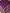 Royal Magenta Pure Katan Silk Sona Ropa kadiyal Motif Handloom Banarasi Sarees