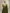 Green Pure Katan Silk Sona Ropa kadiyal Strip Handloom Banarasi Sarees