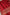 Royal Red